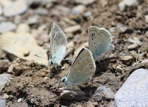 Réf. 245 667 : Polyommatus coridon